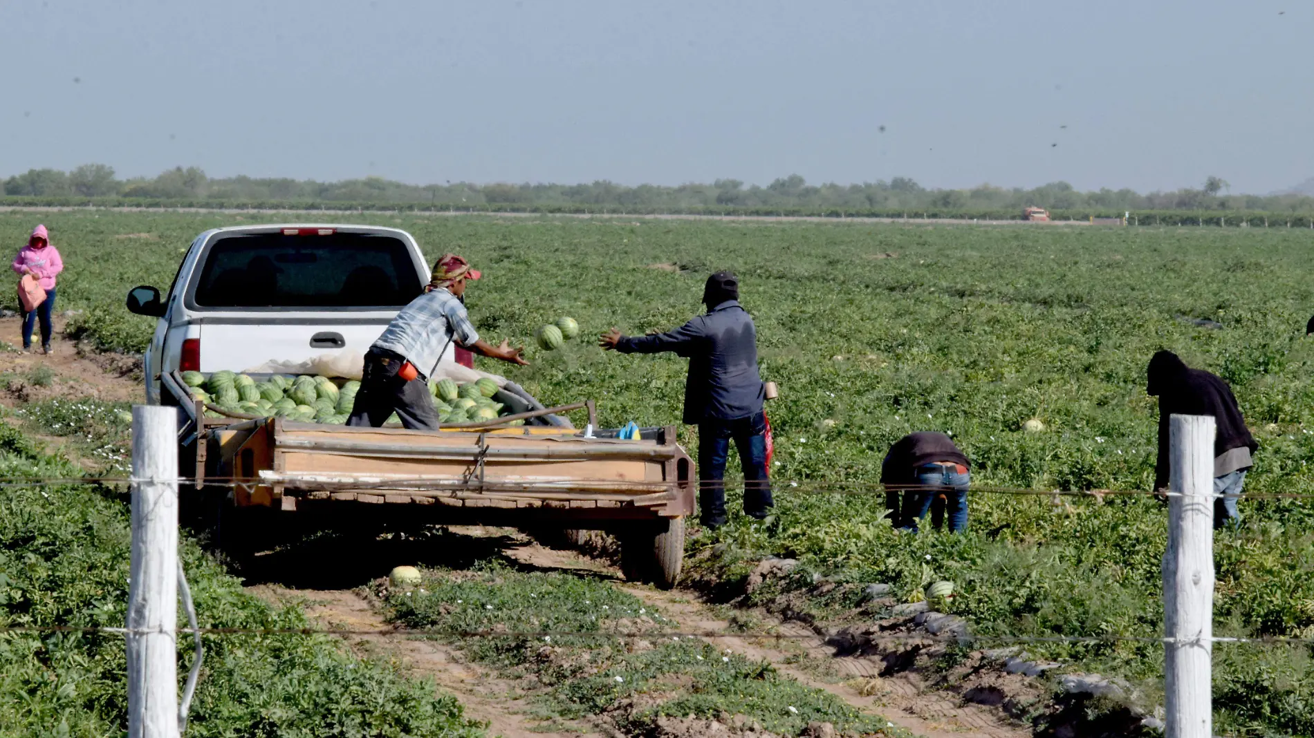 Jornaleros Agricolas Costa de Hermosillo-Carlos Villalba (17)